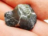 Ptychodus latissimus - Late Cretaceous - Bettrechies, 59 - FRANCE