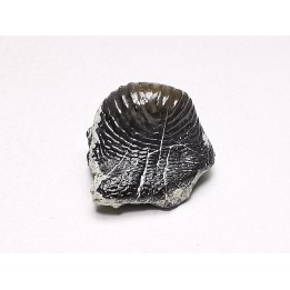 Ptychodus latissimus - Crétacé Supérieur - Bettrechies, 59 - FRANCE