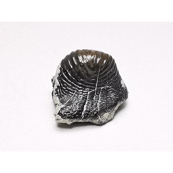 Ptychodus latissimus - Crétacé Supérieur - Bettrechies, 59 - FRANCE