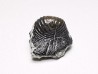Ptychodus latissimus - Late Cretaceous - Bettrechies, 59 - FRANCE
