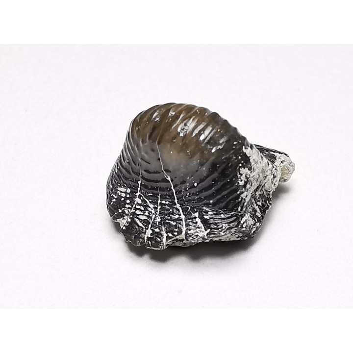 Ptychodus latissimus - Late Cretaceous - Bettrechies, 59 - FRANCE