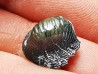 Ptychodus latissimus - Late Cretaceous - Bettrechies, 59 - FRANCE