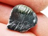 Ptychodus latissimus - Late Cretaceous - Bettrechies, 59 - FRANCE