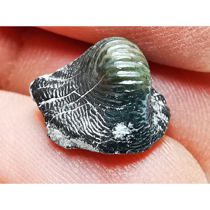 Ptychodus latissimus - Late Cretaceous - Bettrechies, 59 - FRANCE