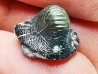 Ptychodus latissimus - Late Cretaceous - Bettrechies, 59 - FRANCE