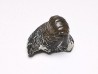 Ptychodus latissimus - Late Cretaceous - Bettrechies, 59 - FRANCE