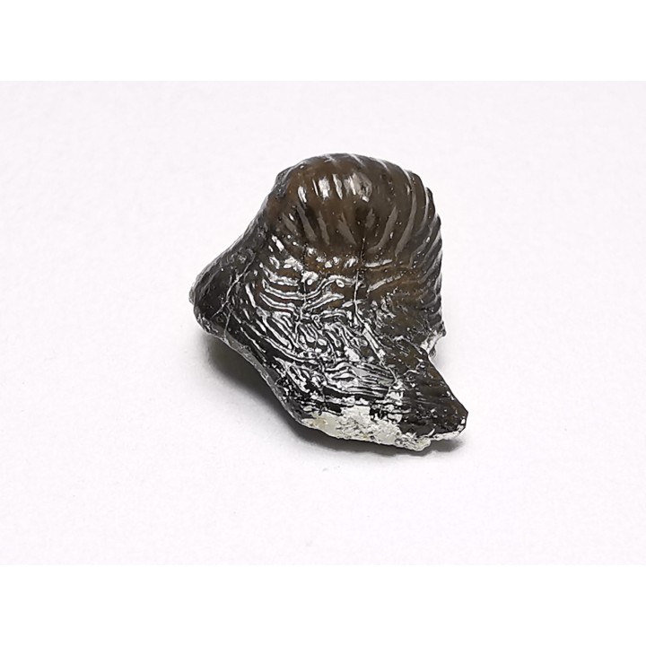 Ptychodus latissimus - Late Cretaceous - Bettrechies, 59 - FRANCE