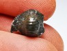Ptychodus latissimus - Late Cretaceous - Bettrechies, 59 - FRANCE