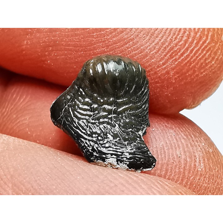 Ptychodus latissimus - Crétacé Supérieur - Bettrechies, 59 - FRANCE