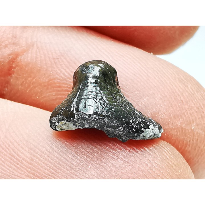 Ptychodus latissimus - Late Cretaceous - Bettrechies, 59 - FRANCE