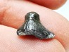 Ptychodus latissimus - Late Cretaceous - Bettrechies, 59 - FRANCE