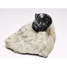 Ptychodus latissimus - Crétacé Supérieur - Bettrechies, 59 - FRANCE