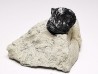 Ptychodus latissimus - Late Cretaceous - Bettrechies, 59 - FRANCE
