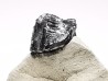 Ptychodus latissimus - Late Cretaceous - Bettrechies, 59 - FRANCE