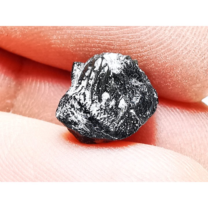 Ptychodus latissimus - Late Cretaceous - Bettrechies, 59 - FRANCE