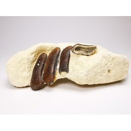 Anomoeodus (Pycnodonte), Crétacé Supérieur,  Eben-Emael, Belgique