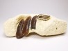 Anomoeodus (Pycnodont), Late Cretaceous,  Eben-Emael, Belgium