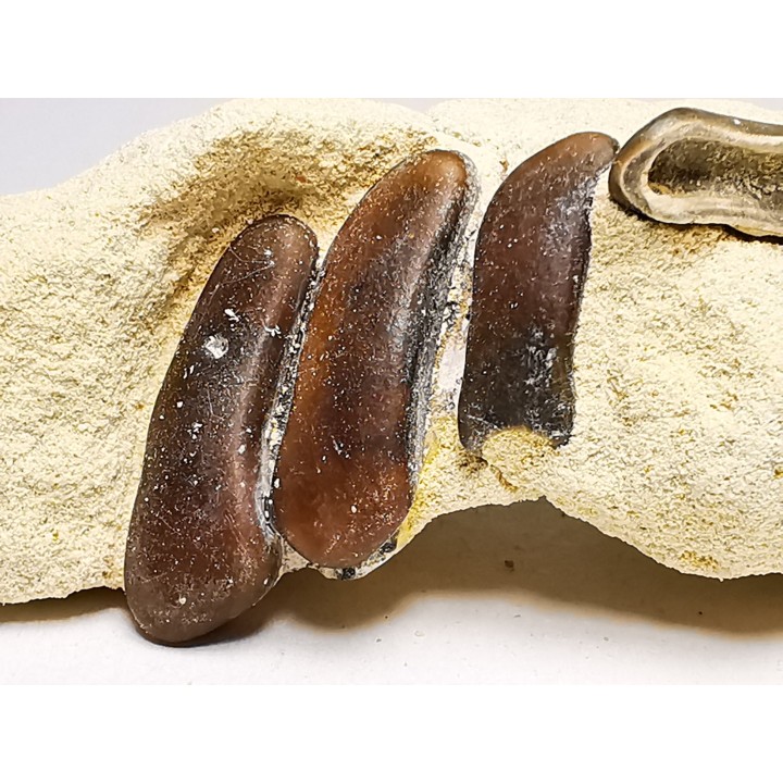 Anomoeodus (Pycnodonte), Crétacé Supérieur,  Eben-Emael, Belgique