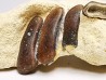 Anomoeodus (Pycnodonte), Crétacé Supérieur,  Eben-Emael, Belgique