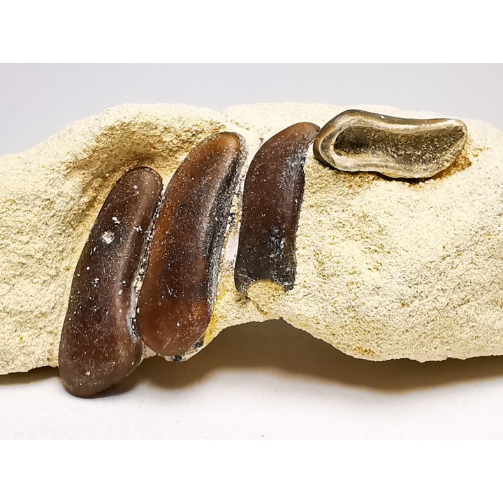 Anomoeodus (Pycnodont), Late Cretaceous,  Eben-Emael, Belgium