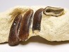 Anomoeodus (Pycnodont), Late Cretaceous,  Eben-Emael, Belgium