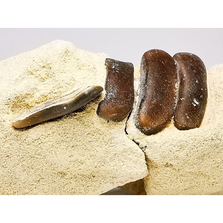 Anomoeodus (Pycnodont), Late Cretaceous,  Eben-Emael, Belgium