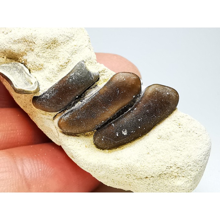 Anomoeodus (Pycnodonte), Crétacé Supérieur,  Eben-Emael, Belgique