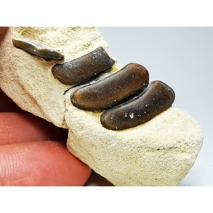 Anomoeodus (Pycnodont), Late Cretaceous,  Eben-Emael, Belgium