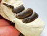 Anomoeodus (Pycnodonte), Crétacé Supérieur,  Eben-Emael, Belgique
