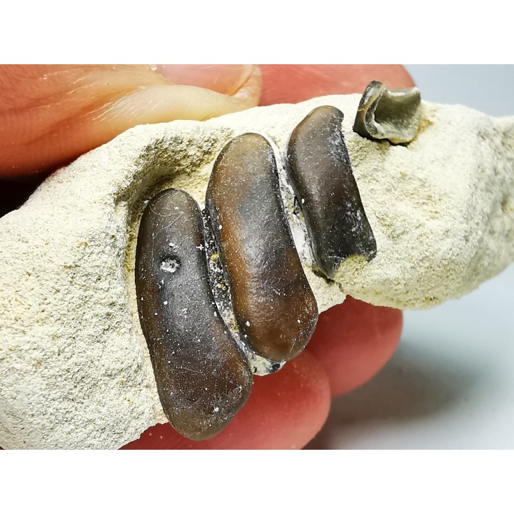 Anomoeodus (Pycnodonte), Crétacé Supérieur,  Eben-Emael, Belgique
