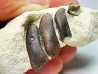 Anomoeodus (Pycnodont), Late Cretaceous,  Eben-Emael, Belgium