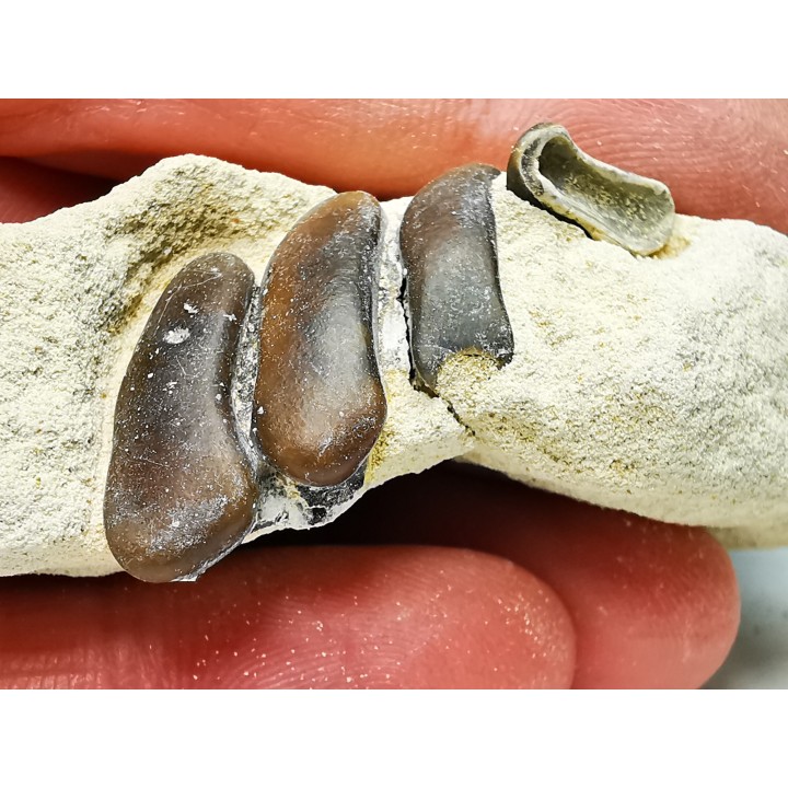Anomoeodus (Pycnodont), Late Cretaceous,  Eben-Emael, Belgium