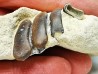 Anomoeodus (Pycnodonte), Crétacé Supérieur,  Eben-Emael, Belgique