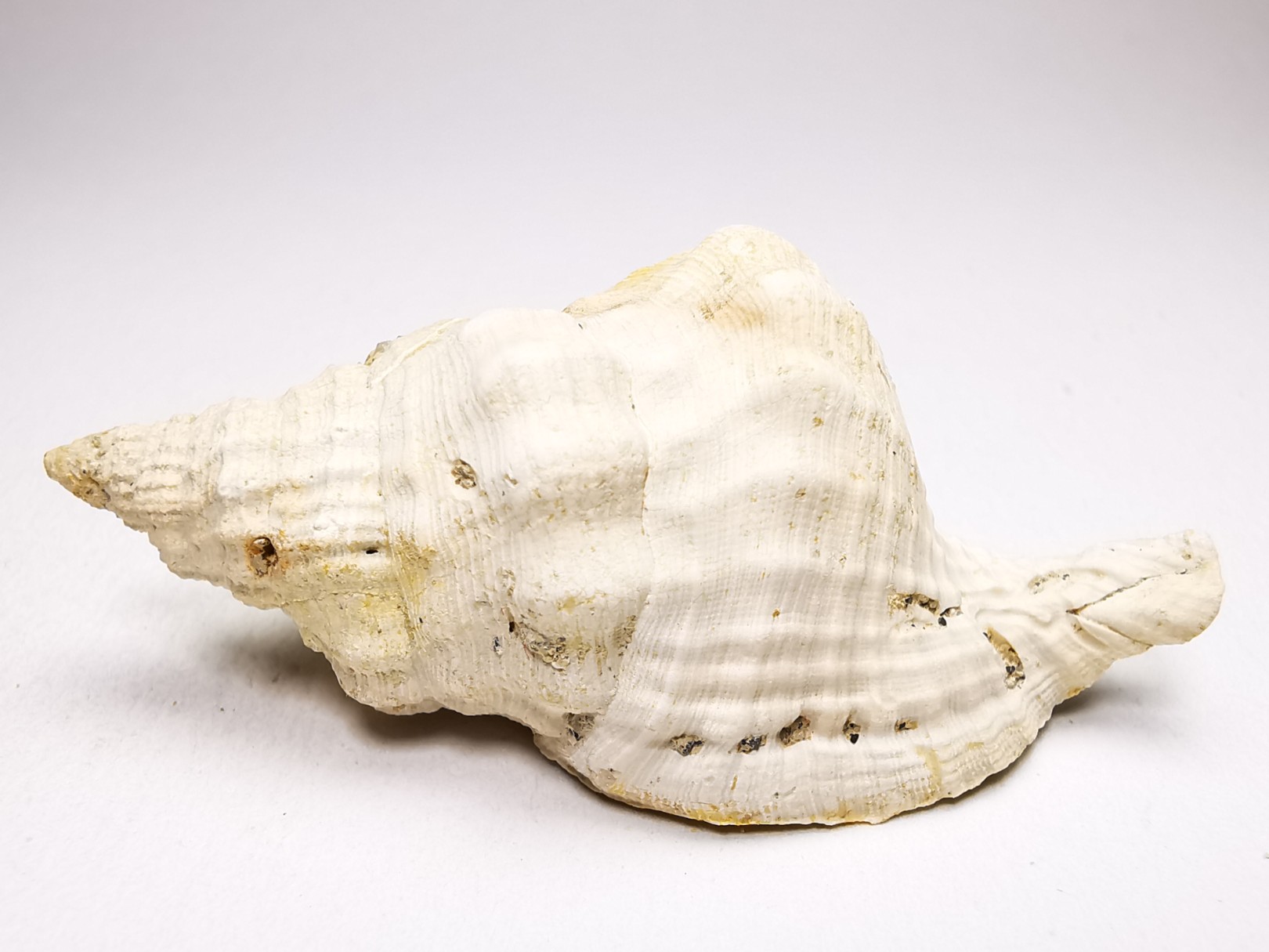 Distorsio clathrata - Miocène - Letkés, Hongrie