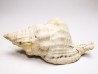 Distorsio clathrata - Miocene - Letkés, Hungary