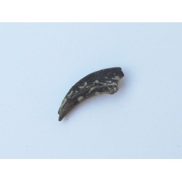 griffe de dinosaure theropode ind.