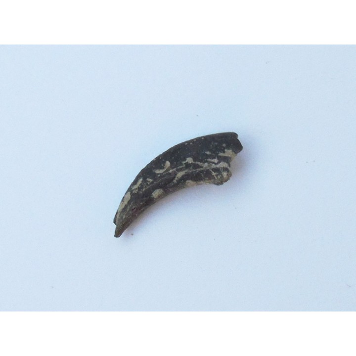 griffe de dinosaure theropode ind.