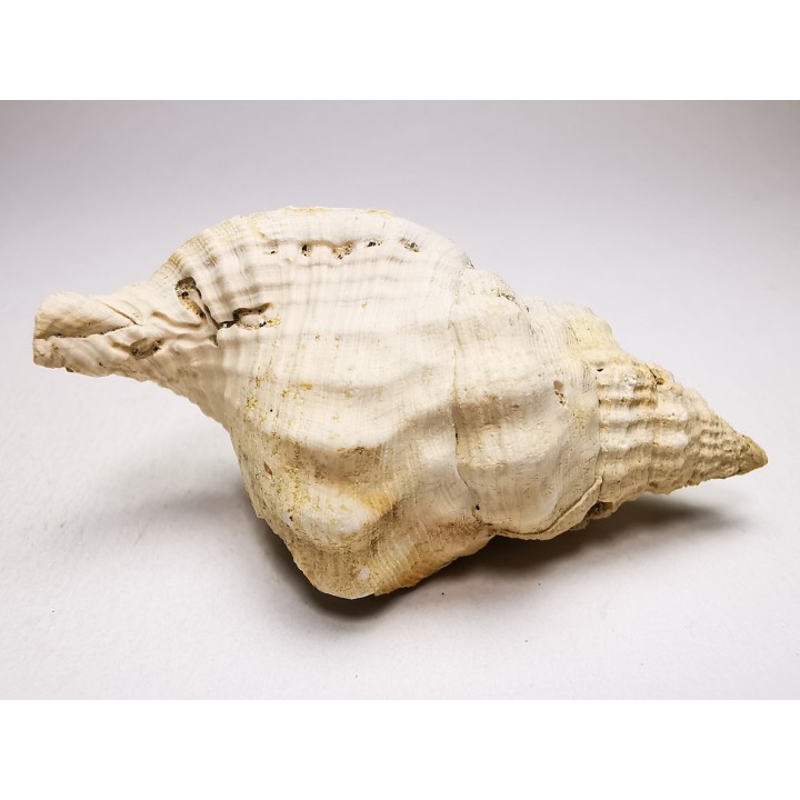 Distorsio clathrata - Miocene - Letkés, Hungary