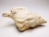 Distorsio clathrata - Miocene - Letkés, Hungary