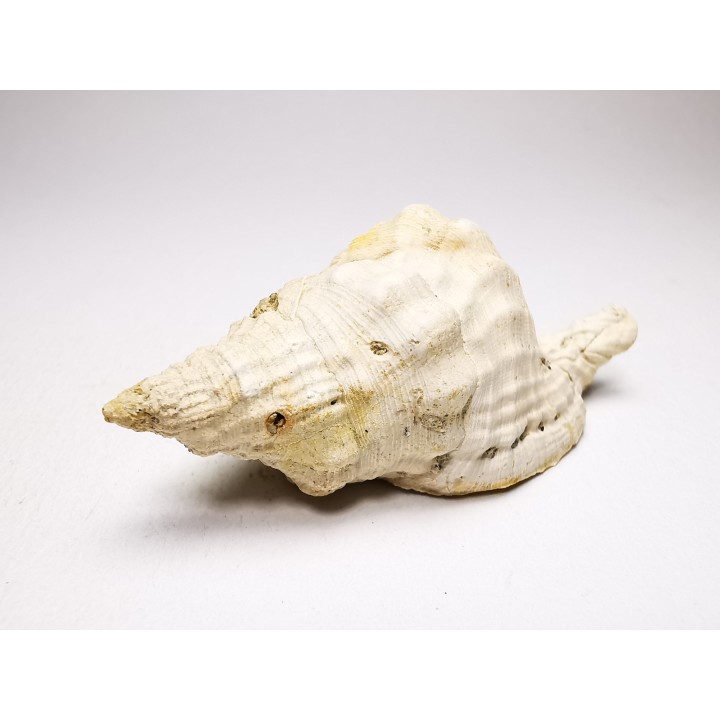 Distorsio clathrata - Miocene - Letkés, Hungary