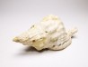 Distorsio clathrata - Miocene - Letkés, Hungary