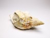 Distorsio clathrata - Miocene - Letkés, Hungary