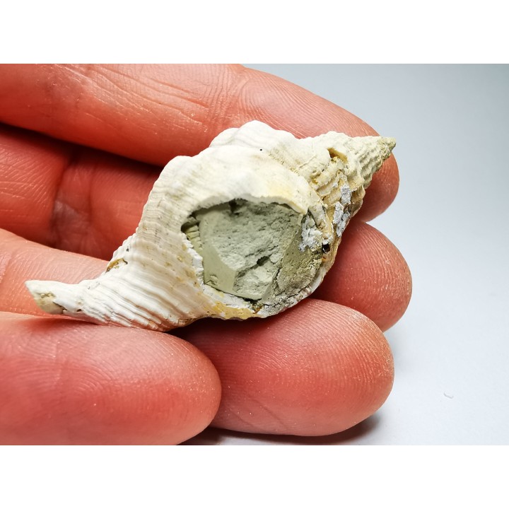 Distorsio clathrata - Miocene - Letkés, Hungary