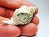 Distorsio clathrata - Miocene - Letkés, Hungary