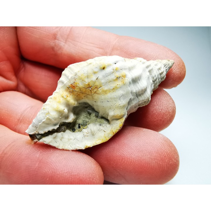 Distorsio clathrata - Miocène - Letkés, Hongrie