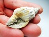 Distorsio clathrata - Miocène - Letkés, Hongrie
