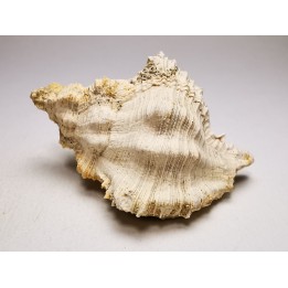 Chicoreus aquitanicus - Miocene - Letkés, Hungary