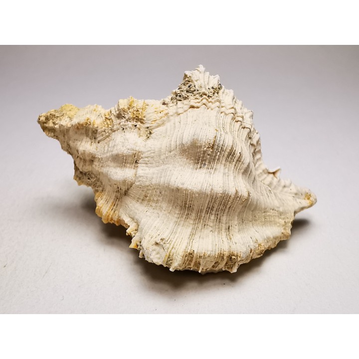Chicoreus aquitanicus - Miocene - Letkés, Hungary