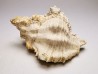Chicoreus aquitanicus - Miocene - Letkés, Hungary