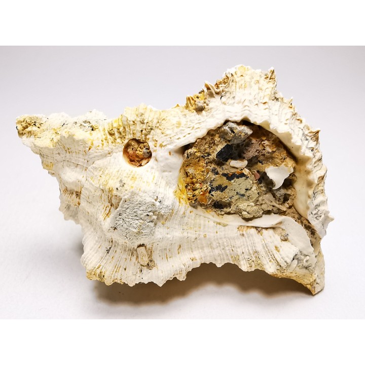 Chicoreus aquitanicus - Miocene - Letkés, Hungary